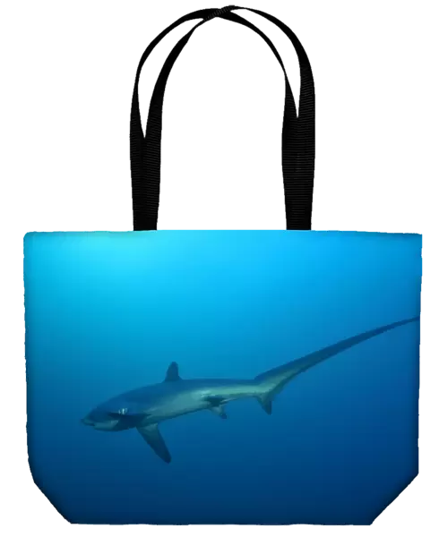 Thresher  /  Foxtail Shark - usually lives at depths over 200m & only sighted rarely - The Common Thresher Shark ranges in size from 16. 5 to 20ft long - Feeds on Squid & Fish corraling them with its elongated tail  /  stunning them with slaps