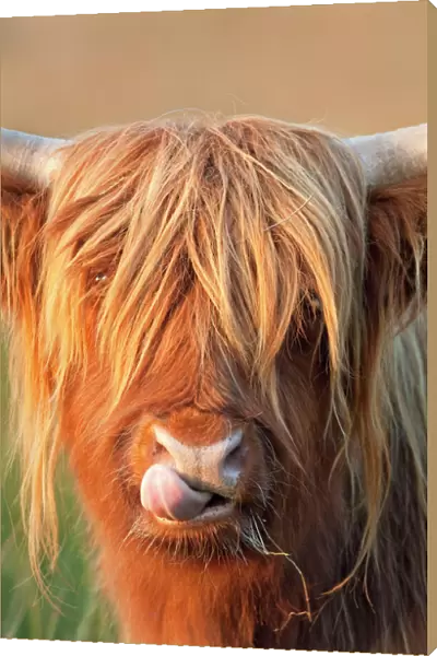 Highland Cattle - licking lips - Norfolk grazing marsh - UK
