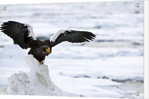 Steller's Sea Eagle - with raised wings - on ice floe - Hokkaido Island - Japan