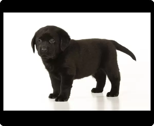 DOG. Black labrador puppy standing
