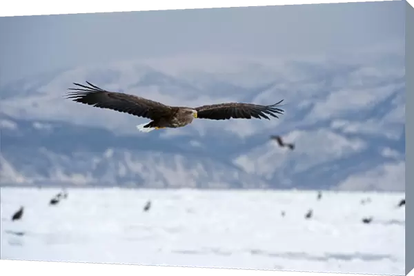 White-tailed Sea Eagle - in flight over frozen sea with mountains in background - Hokkaido Island - Japan
