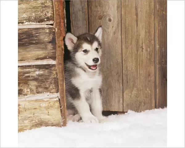 Dog - Alaskan Malamute puppy in snow