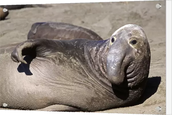 Northern Elephant Seal - subadult male looking up - Piedras Blancas colony - California coast - North America - Pacific Ocean
