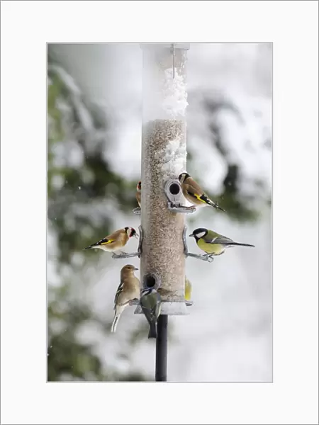BIRD. Goldfinchs, Chaffinch, Great tit and Blue tit on feeder in the snow
