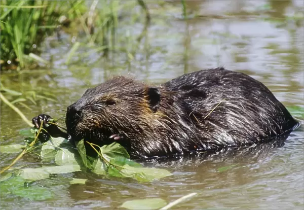 American Beaver - feeding on leaves - Maine USA