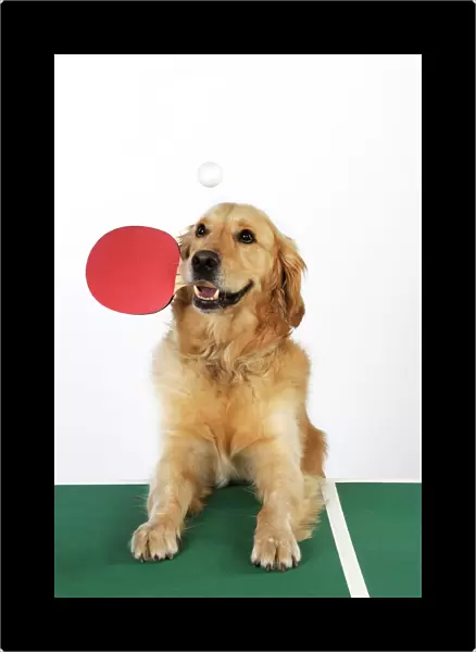 DOG. Golden retriever playing table tennis