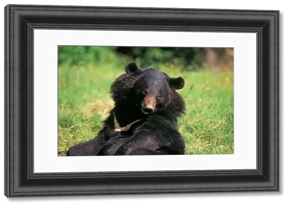 Black Himalayan Bear
