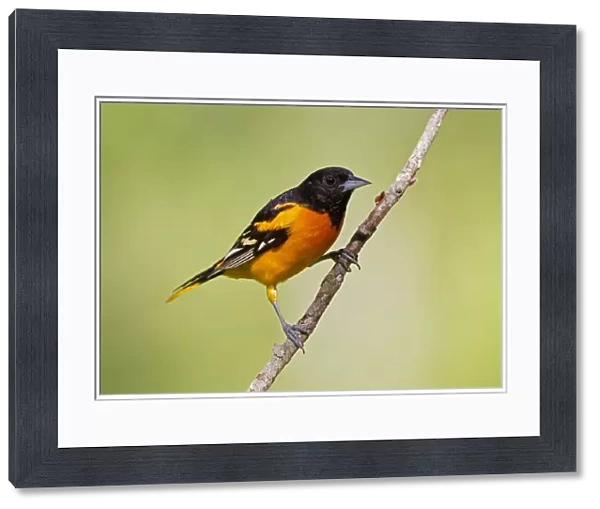 Baltimore Oriole - adult male in late spring. June in Connecticut, USA