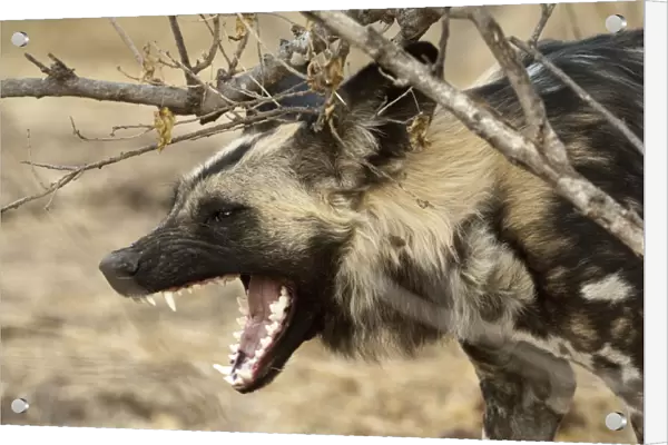 Wild Dog - with mouth open snarling - Mashatu Game Reserve - Botswana