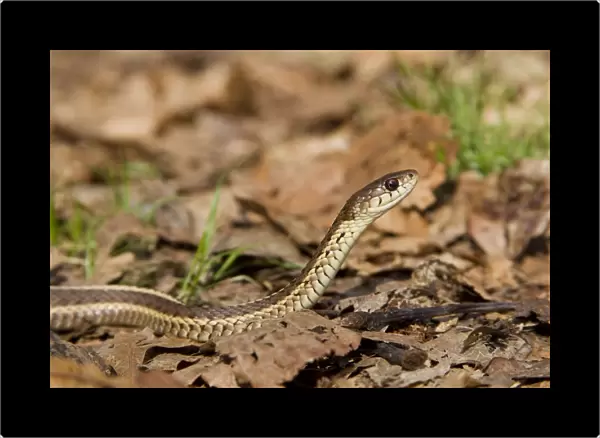 Eastern Garter Snake. Most common snake in North America. April in Connecticut, USA