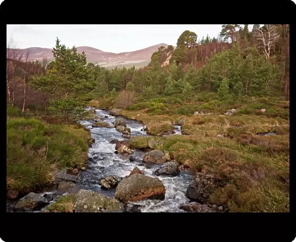 Mountain stream - Cairngorm NP - Scotland