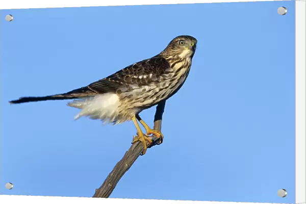 Cooper's Hawk - Junvenile on branch. Cape May, New Jersey, USA