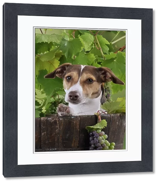 DOG. Jack russell terrier in a barrel with grapes
