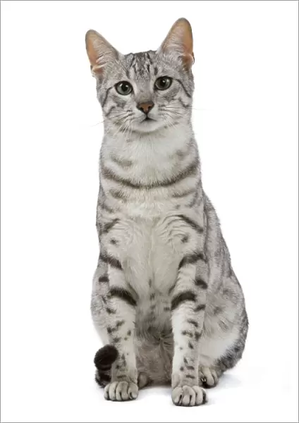Cat - Egyptian Mau - black silver spotted in studio