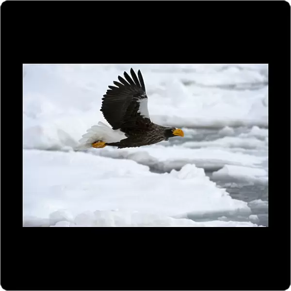 Steller's Sea Eagle - in flight over sea ice - Hokkaido Island - Japan