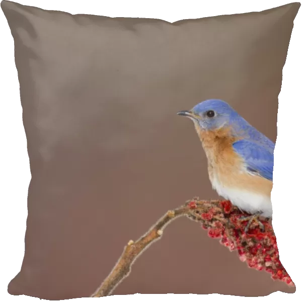 Eastern Bluebird - adult male - February - Connecticut - USA