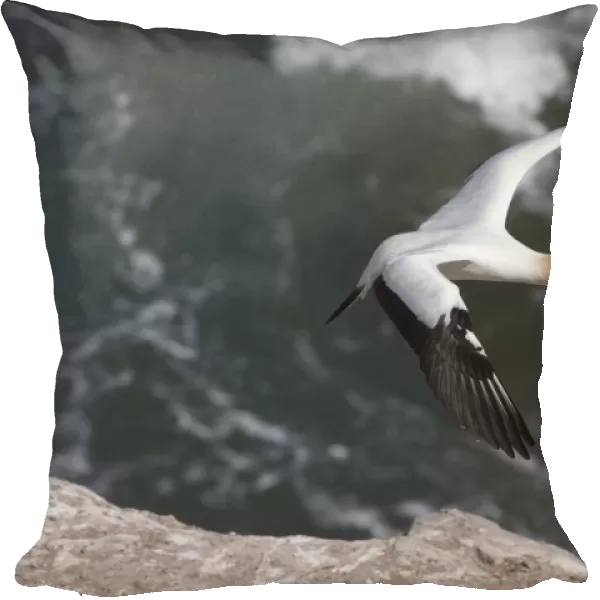 Australasian Gannet - in flight over the sea - near the colony at Muriwai - west Auckland - New Zealand