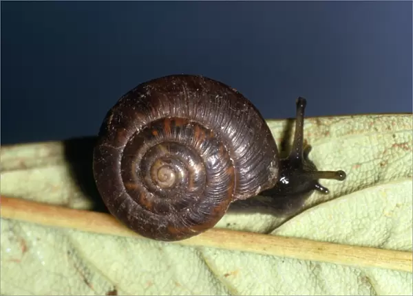 Rounded Snail