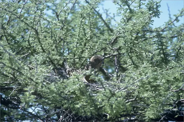 Greater Kestrel - on nest in Acacia Tree - Etosha National Park - Namibia