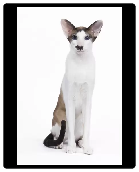 Siamese Cat - seal point & white with 'moustache'