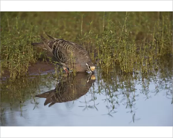 Common Bronzewing A male at a waterhole at Ti Tree, Northern Territory, Australia
