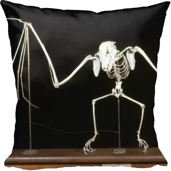 Fruit Bat  /  Flying Fox Skeleton
