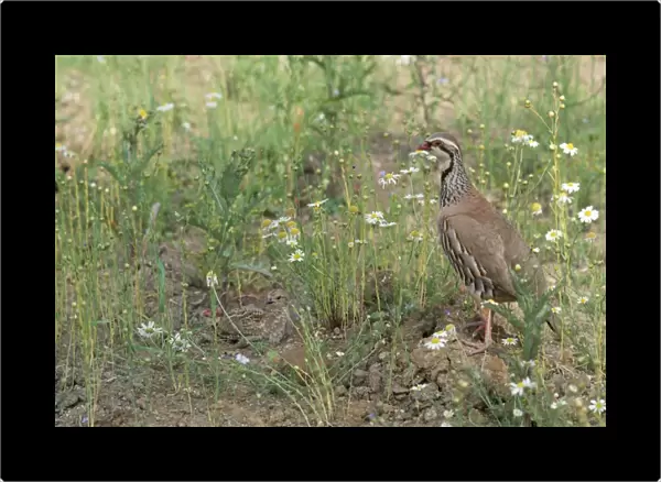 Red-legged Partridge - and chick