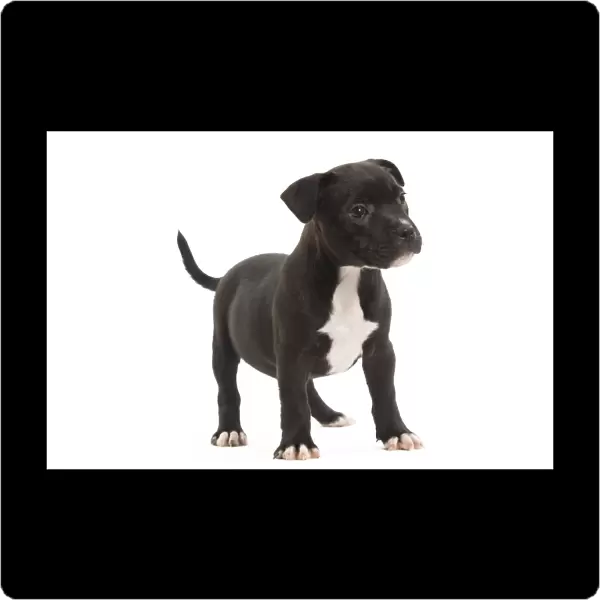 Dog - Staffordshire Bull Terrier - puppy