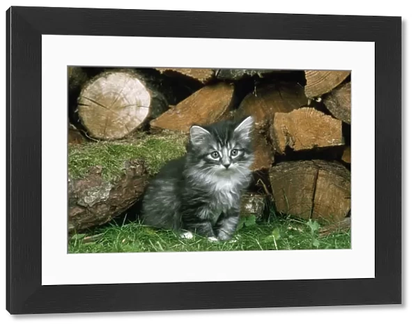 Norwegian Forest Cat - kitten by logs