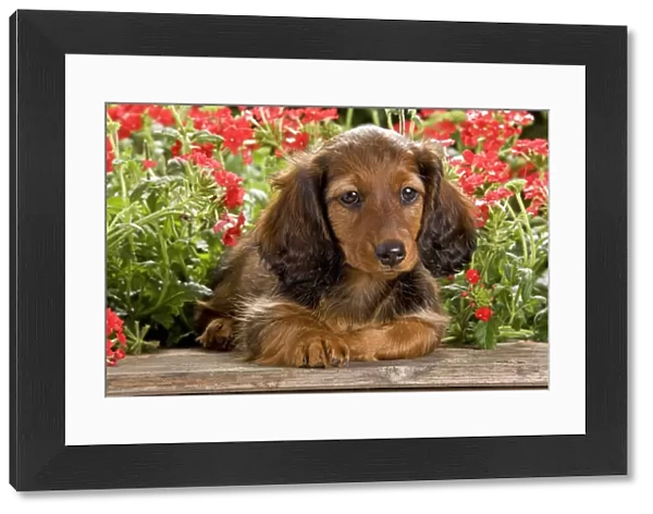 Long-Haired Dachshund  /  Teckel Dog  /  Doxie  /  Doxies in the US - by flowers