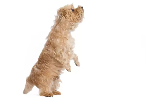 Dog - Cairn Terrier in studio on hind legs