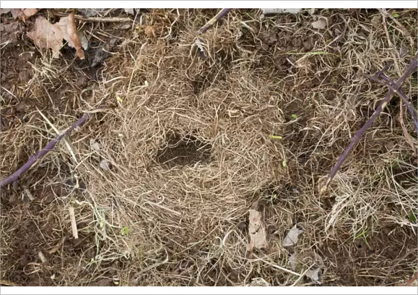 Field Vole nest - Cornwall - UK