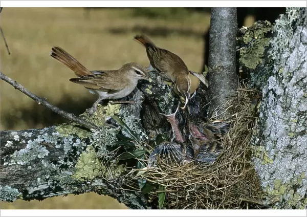 Rufous Bush Robin  /  Rufus Bush Chat - adults feeding young at nest