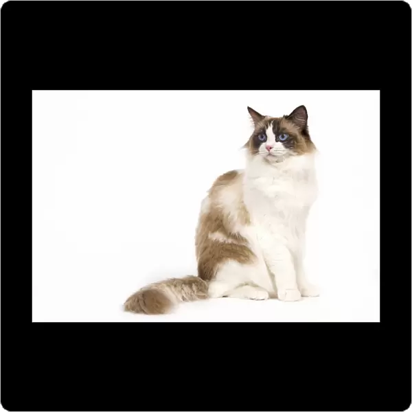 Cat - Ragdoll - Seal tortie point and white in studio