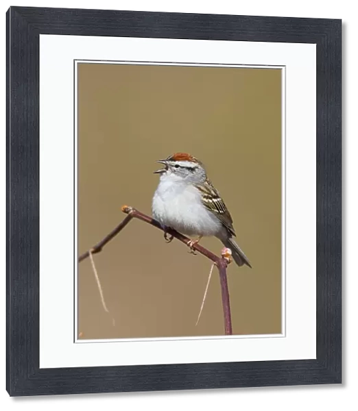 Chipping Sparrow on territory in spring. CT in April. USA