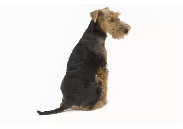 Dog - Welsh Terrier in studio