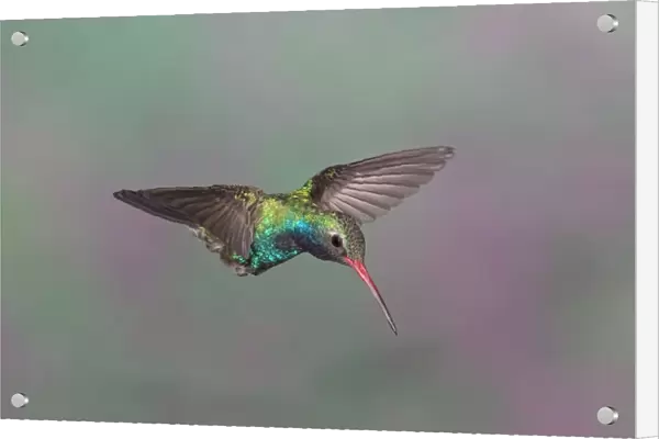 Broad-billed Hummingbird - adult male in flight. Southeast Arizona in March