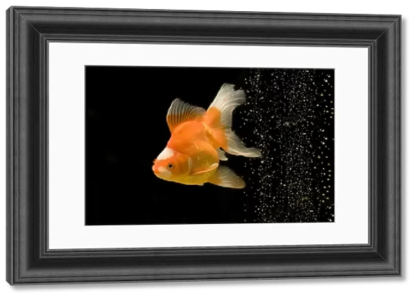 Fish - goldfish - black background & bubbles