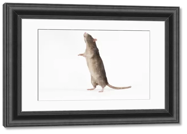 Rat in studio on hind legs