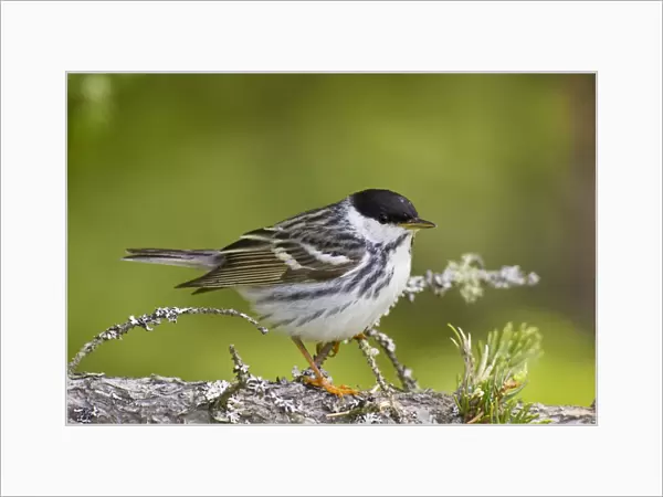 Blackpoll Warbler. Male on territory in spring. June in northern Maine, USA