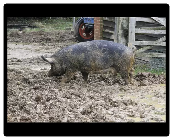 PIG. Berkshire pig in mud