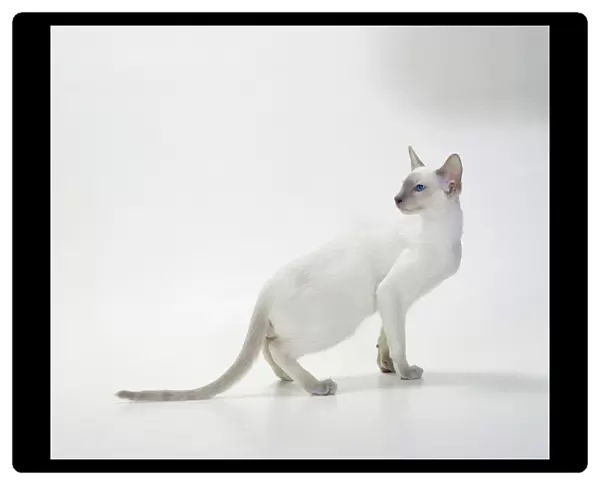 Siamese Cat JD 15497 Lilac Point © John Daniels  /  ARDEA LONDON