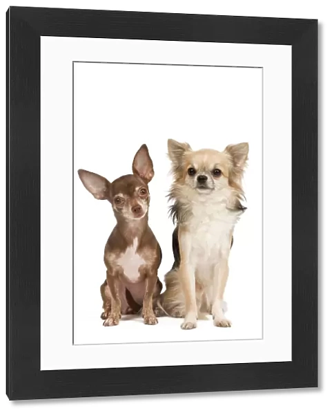 Dog - Long-haired & short-haired Chihuahua in studio