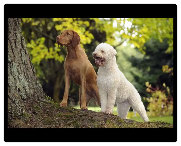 DOG. Lagotto Romagnolo and Hungarian Wire-haired Vizsla standing on tree root