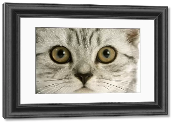 Cat - British shorthair silver spotted kitten in studio