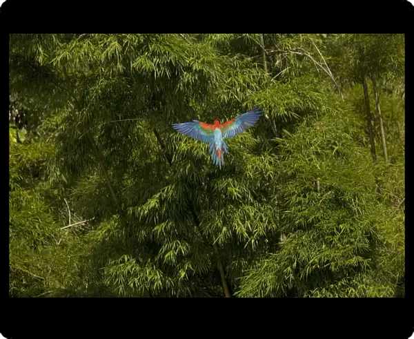 Scarlet Macaw - in flight over forest. Manu National Park - Peru