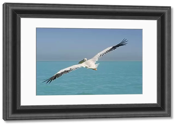 Great White Pelican - in flight over the ocean - wings are spread to their full extent - Atlantic Ocean - Namibia - Africa