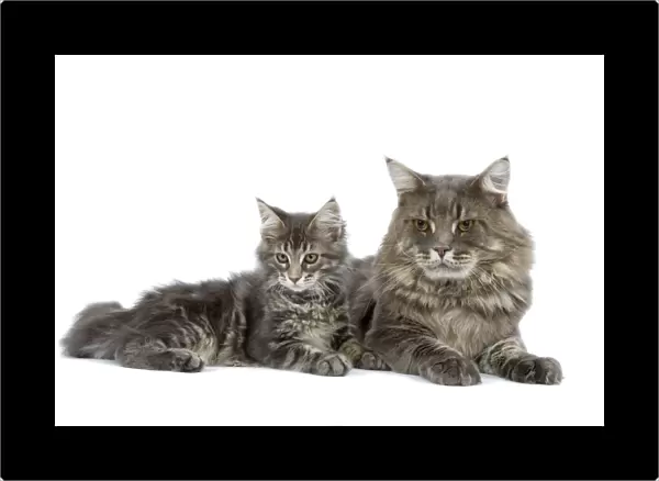 Cat - Maine Coon blue blotched tabby - adult & kitten