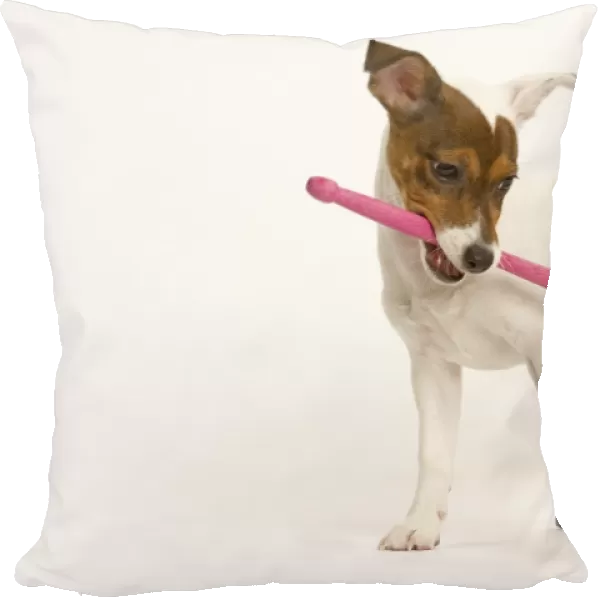 Dog - Jack Russell - playing with toy