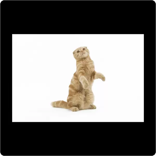 Cat - Ginger Scottish fold on hind legs in studio